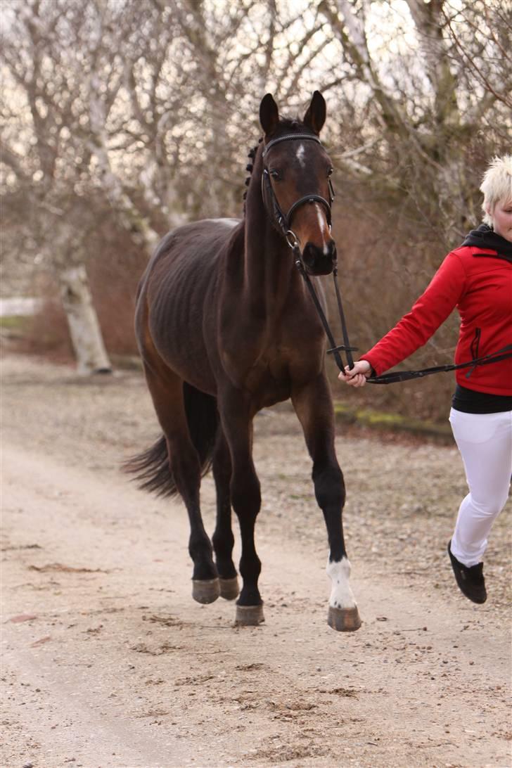 Dansk Varmblod EsperanzoH aflivet 260309 - 24/3-09 billede 10