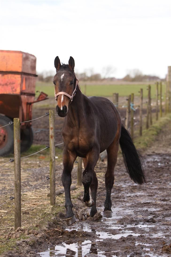 Dansk Varmblod EsperanzoH aflivet 260309 - 24/3-09 billede 12