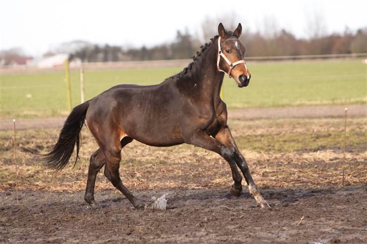 Dansk Varmblod EsperanzoH aflivet 260309 - 24/3-09 billede 13