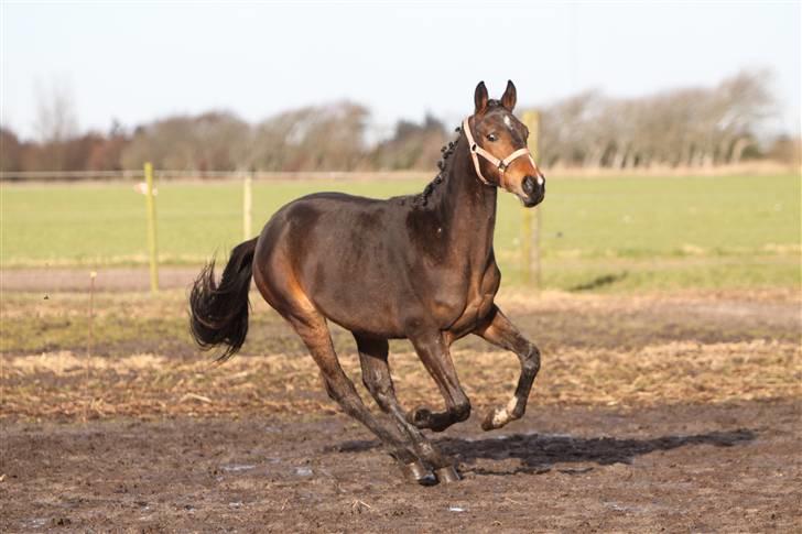 Dansk Varmblod EsperanzoH aflivet 260309 - 24/3-09 billede 14