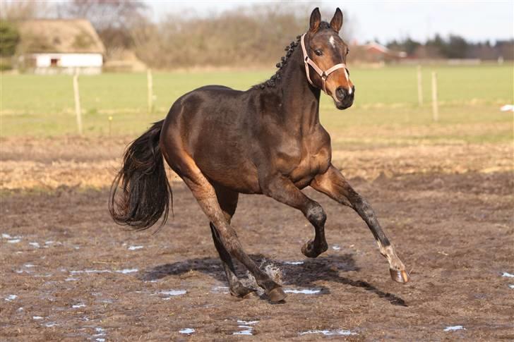 Dansk Varmblod EsperanzoH aflivet 260309 - 24/3-09 billede 15