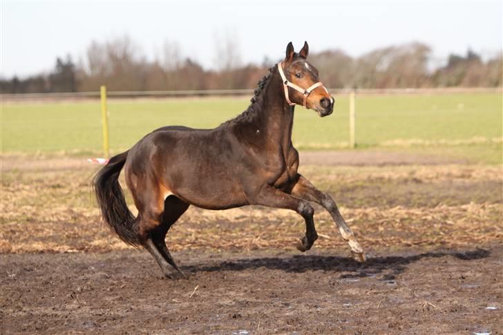 Dansk Varmblod EsperanzoH aflivet 260309 - 24/3-09 billede 16