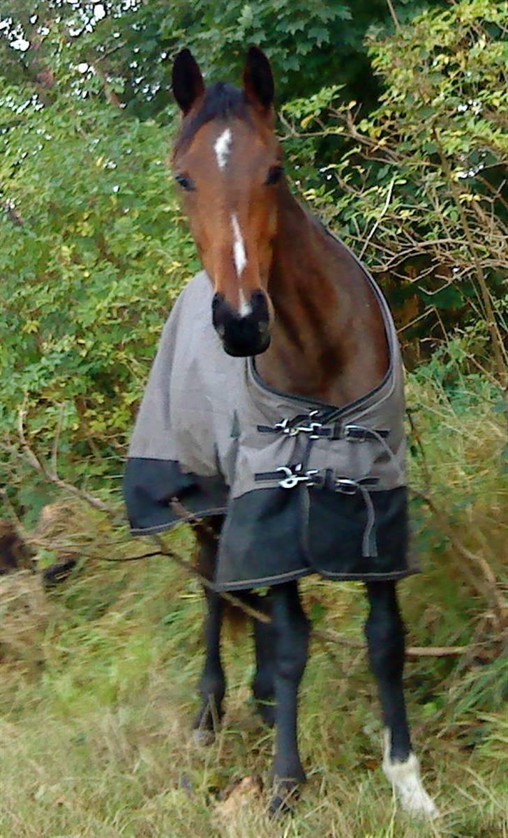 Dansk Varmblod EsperanzoH aflivet 260309 - gad da ikke så på folden mere så gik mig lige en tur men fik noget imellm benene så måtte stå helt stille til mor kom og hjalp mig skulle jo nødig komme til skade billede 17