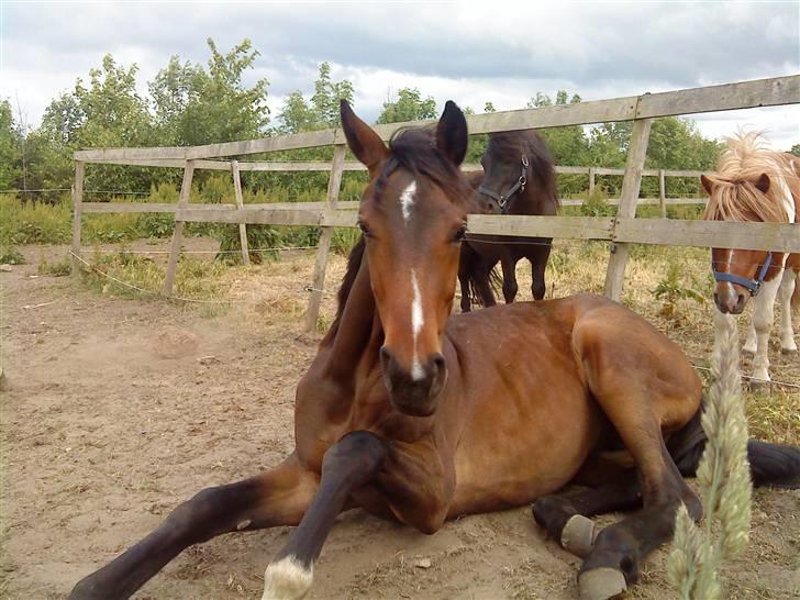 Dansk Varmblod EsperanzoH aflivet 260309 - dejligt at slappe af billede 18