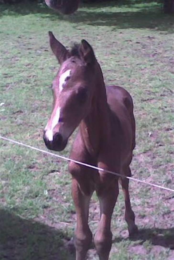 Dansk Varmblod EsperanzoH aflivet 260309 - kan man andet end at falde for det kræ, jeg kunne ikke stå for ham billede 19