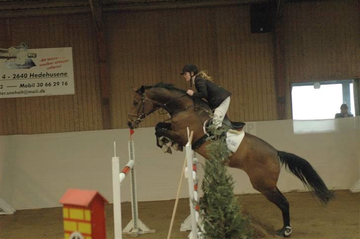 Holstener Nirvana-Vitz billede 2