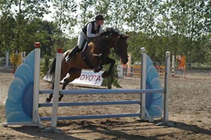 Holstener Nirvana-Vitz - Til et af sine første stævner - i Sverige billede 5