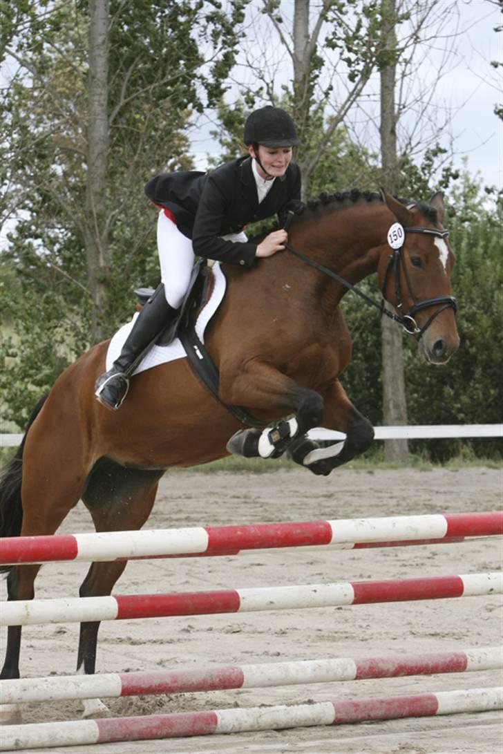 Dansk Varmblod Lea - Egnethedstest 2007 billede 1