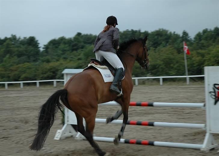 Dansk Varmblod Lea billede 2