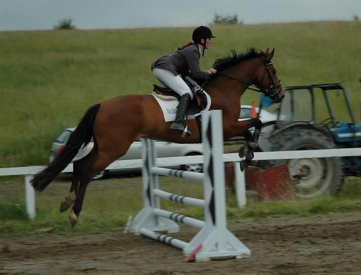 Dansk Varmblod Lea billede 3