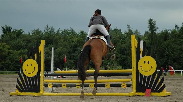 Dansk Varmblod Lea billede 4