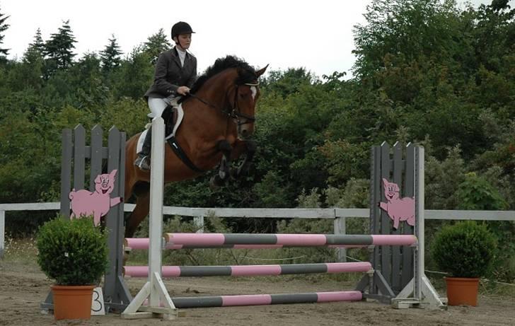 Dansk Varmblod Lea billede 5