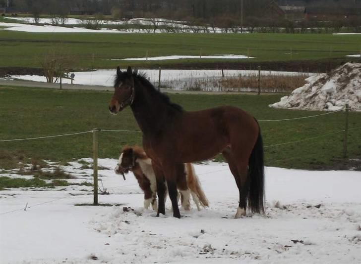 Dansk Varmblod Lea billede 6