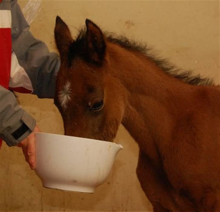 Arabisk fuldblod (OX) Al Aliyy Fahl - (*DØD) - 20 Jan - 2008 billede 11