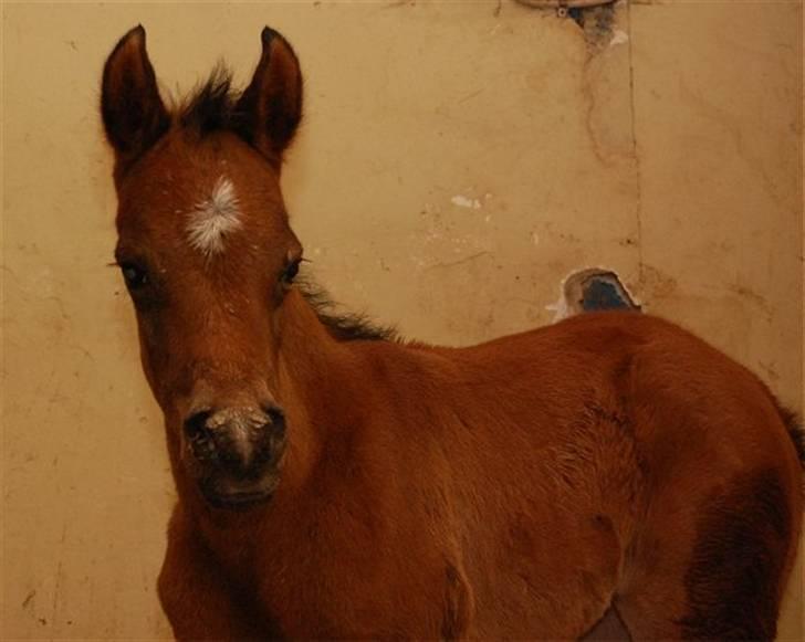 Arabisk fuldblod (OX) Al Aliyy Fahl - (*DØD) - 20 Jan - 2008 billede 12