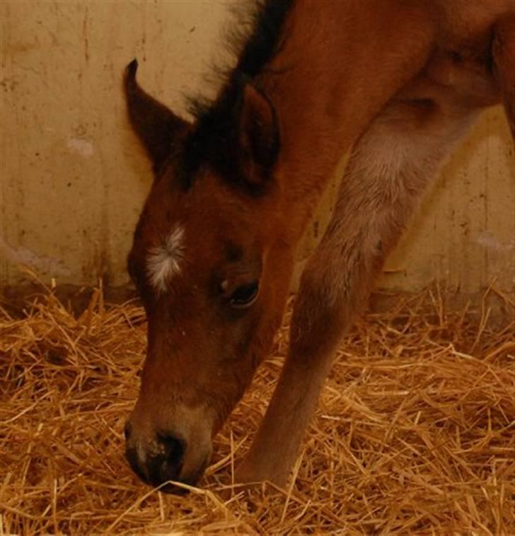 Arabisk fuldblod (OX) Al Aliyy Fahl - (*DØD) - 20 Jan - 2008 billede 13