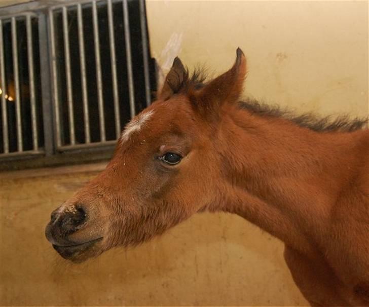 Arabisk fuldblod (OX) Al Aliyy Fahl - (*DØD) - 20 Jan - 2008 billede 14