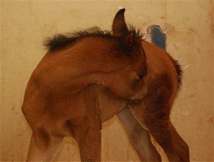 Arabisk fuldblod (OX) Al Aliyy Fahl - (*DØD) - 20 Jan - 2008 billede 15