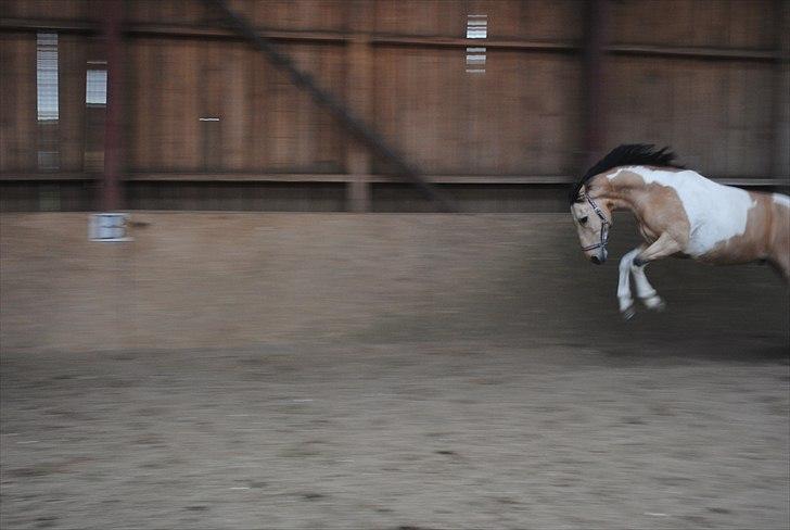 Pinto Aponion  - Vildbasse xD billede 6