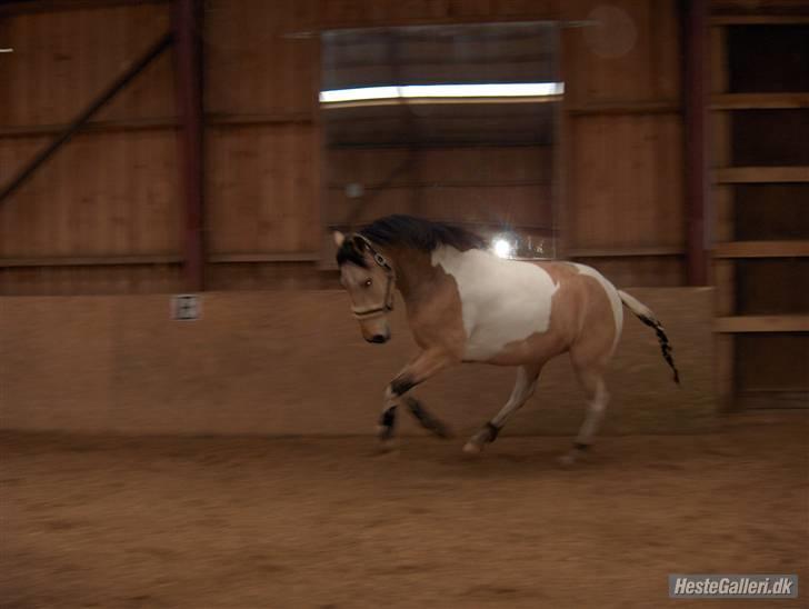 Pinto Aponion  - jeg kan da godt selv gå til biddet! :b elsker simpelthen det her billede<33 billede 8