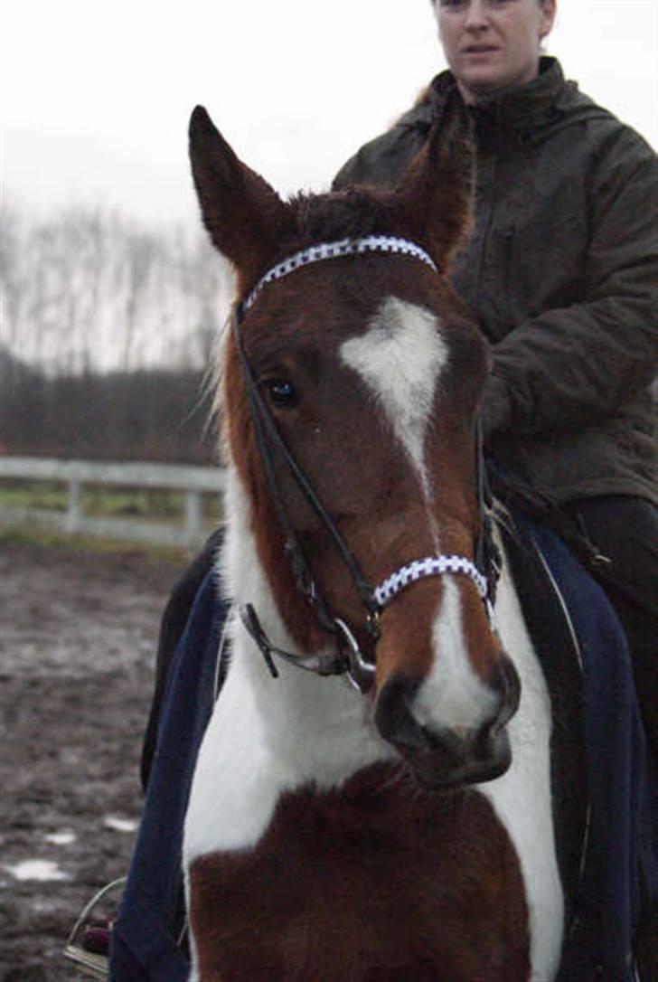 Pinto Sorenta "solgt" :* - flot det er hun i hvert fald billede 19