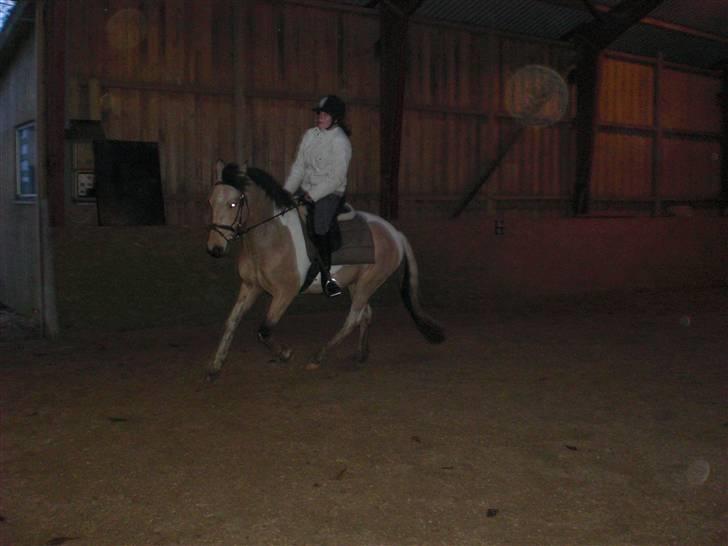 Pinto Aponion  - Galop billede 9