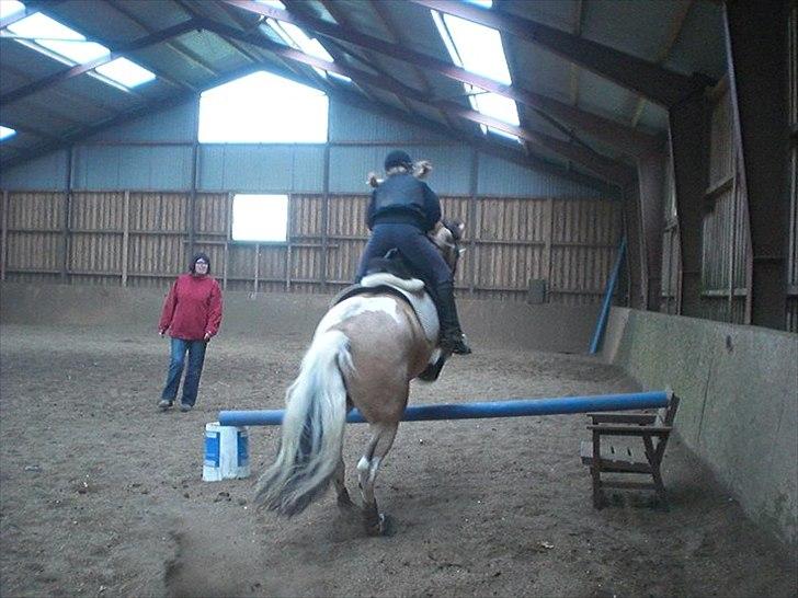 Pinto Aponion  - (: billede 10