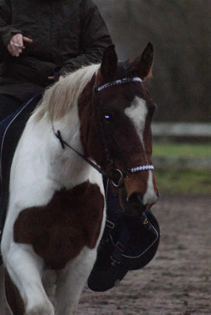 Pinto Sorenta "solgt" :* - hva kigger du på lille hest.? nyt* billede 20