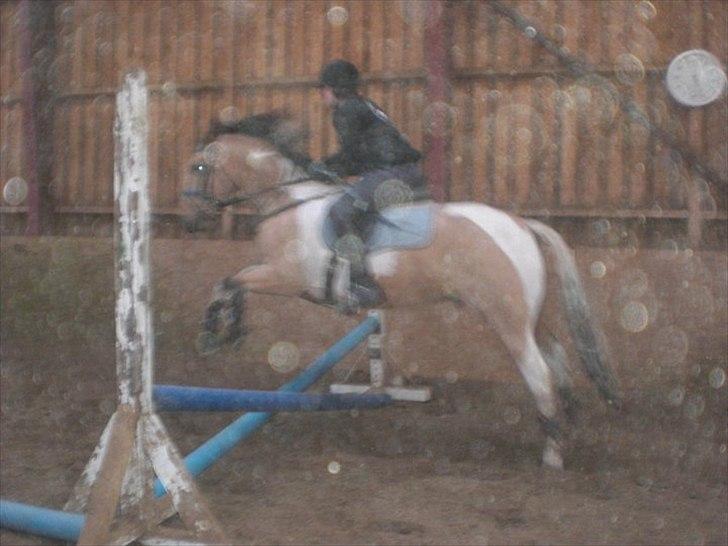 Pinto Aponion  - Jeg springer på Aponion :) billede 12