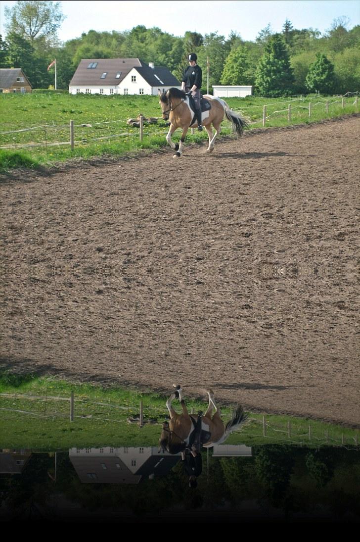 Pinto Aponion  - Nyt! Dressurtræning Juni 2010; Trav billede 13