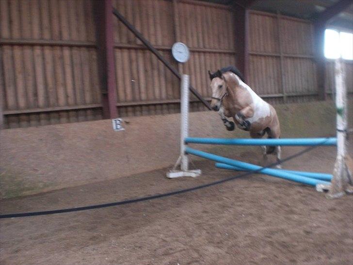 Pinto Aponion  - Løsspringning billede 14