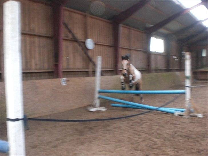 Pinto Aponion  - Løssspringer  billede 15