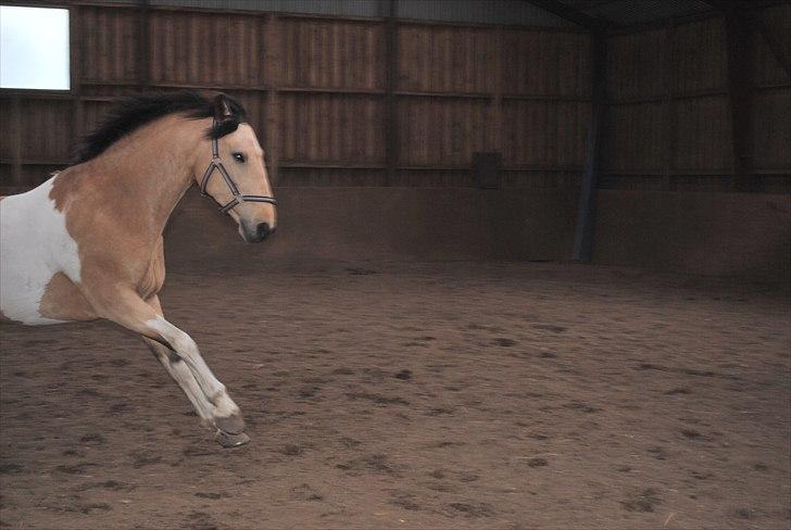 Pinto Aponion  - heeh xD billede 16