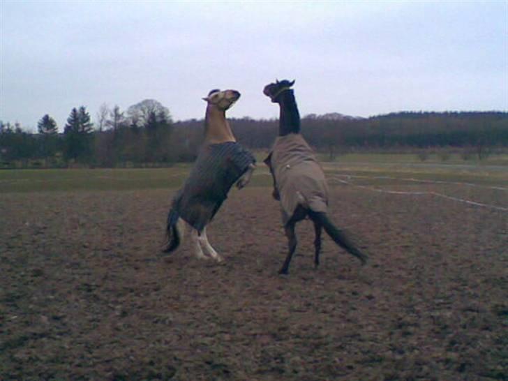 Pinto Aponion  - Aponion leger med Hunter :´) billede 17