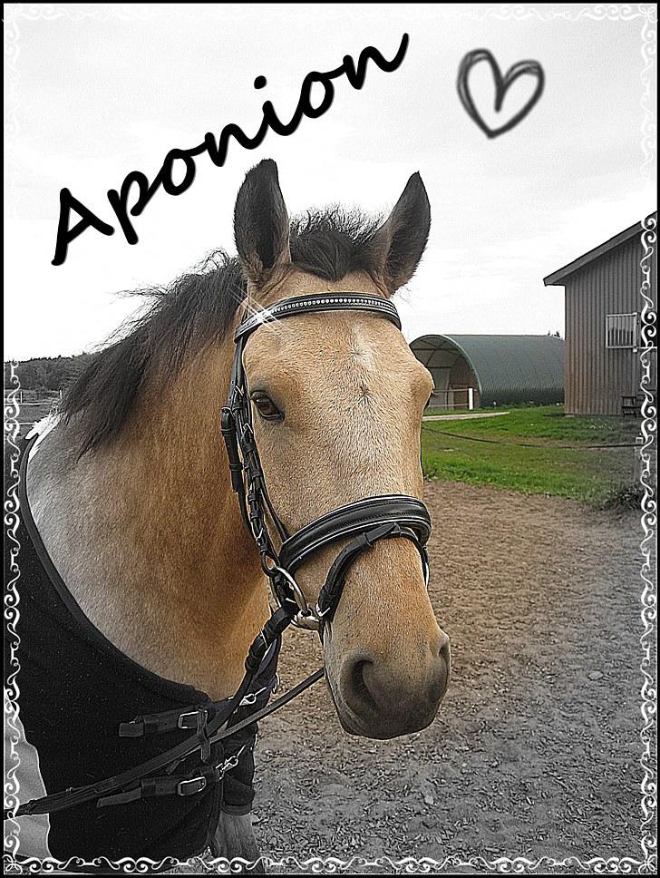 Pinto Aponion  - Aponion :b billede 18