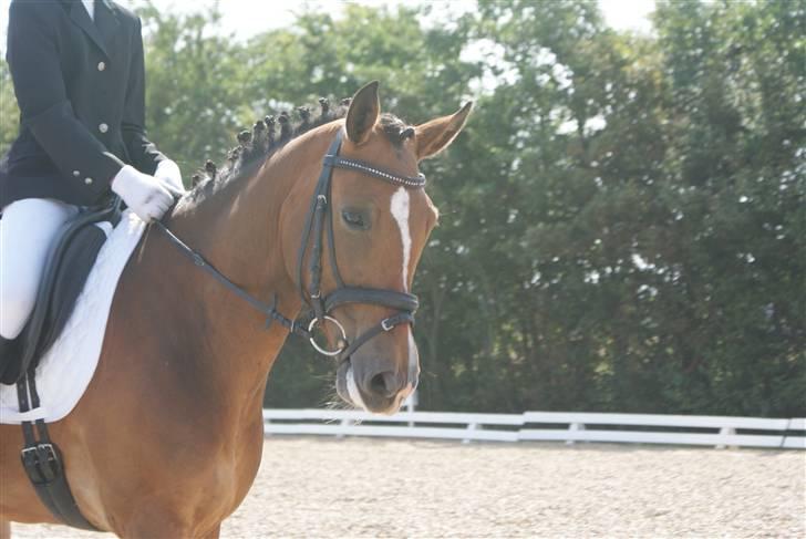 New Forest Odessa ( solgt) - smid da li en komentar? <3 billede 1