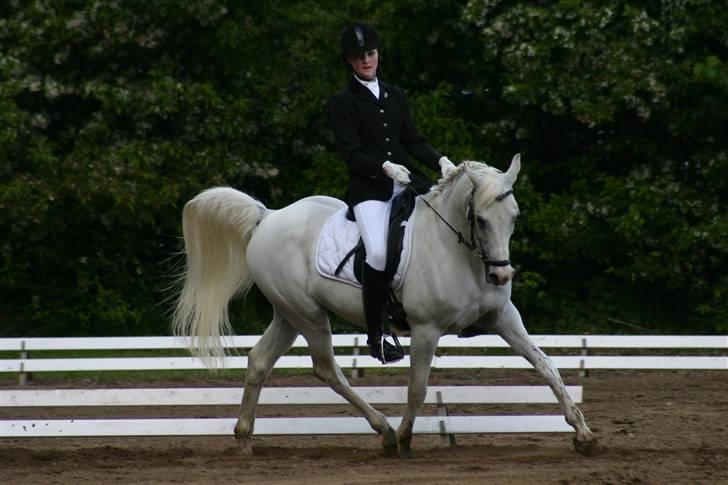 Arabisk fuldblod (OX) Silver Elisha  billede 17