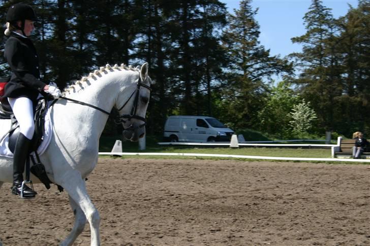 Arabisk fuldblod (OX) Silver Elisha  - skive 2008 billede 18