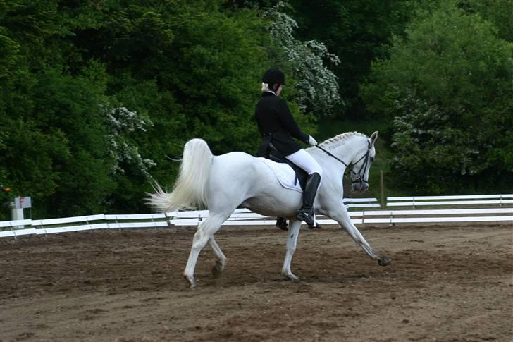 Arabisk fuldblod (OX) Silver Elisha  billede 19