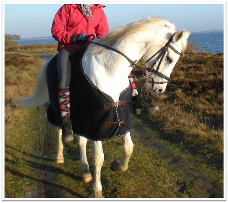 Arabisk fuldblod (OX) Silver Elisha  - tur ved stranden  :) billede 20