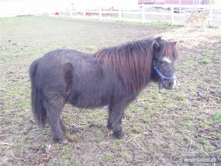 Shetlænder maskot gl passer - beskit? nej sådan ser jeg altid ud. ;-) billede 5