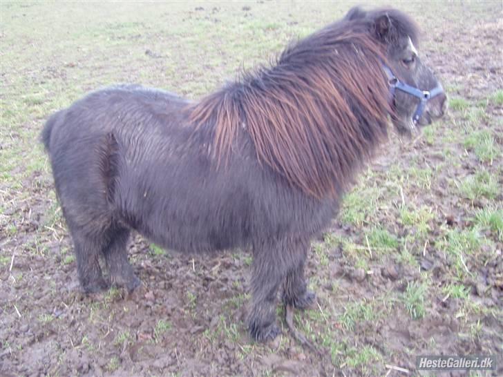 Shetlænder maskot gl passer - beskitte lille pony billede 6