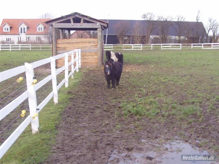 Shetlænder maskot gl passer - morris og maskot. billede 7