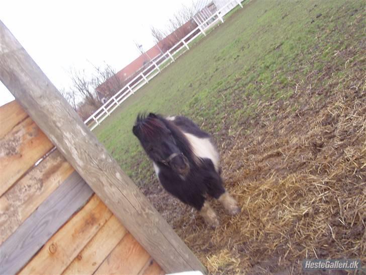 Shetlænder morris gl passer - er jeg ikk dejlig billede 3