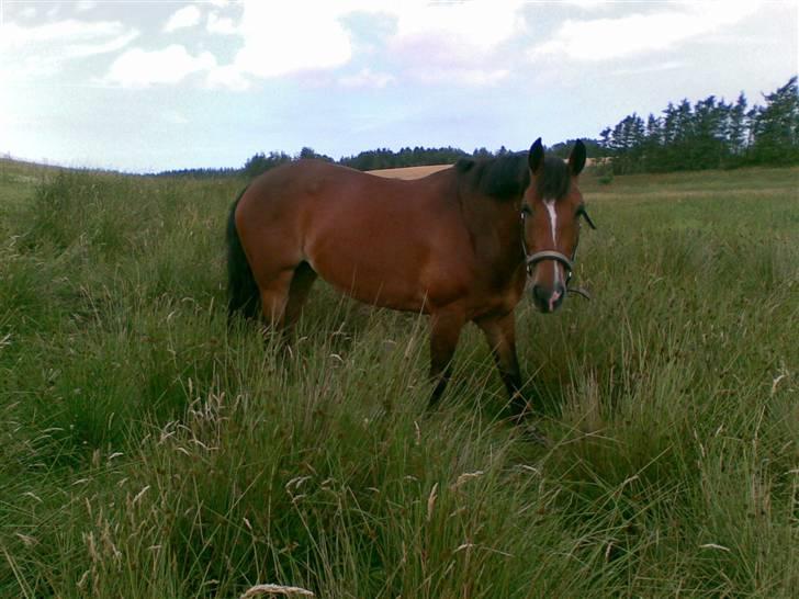 New Forest Odessa ( solgt) - odessa i det høje græs :$ <3 billede 2