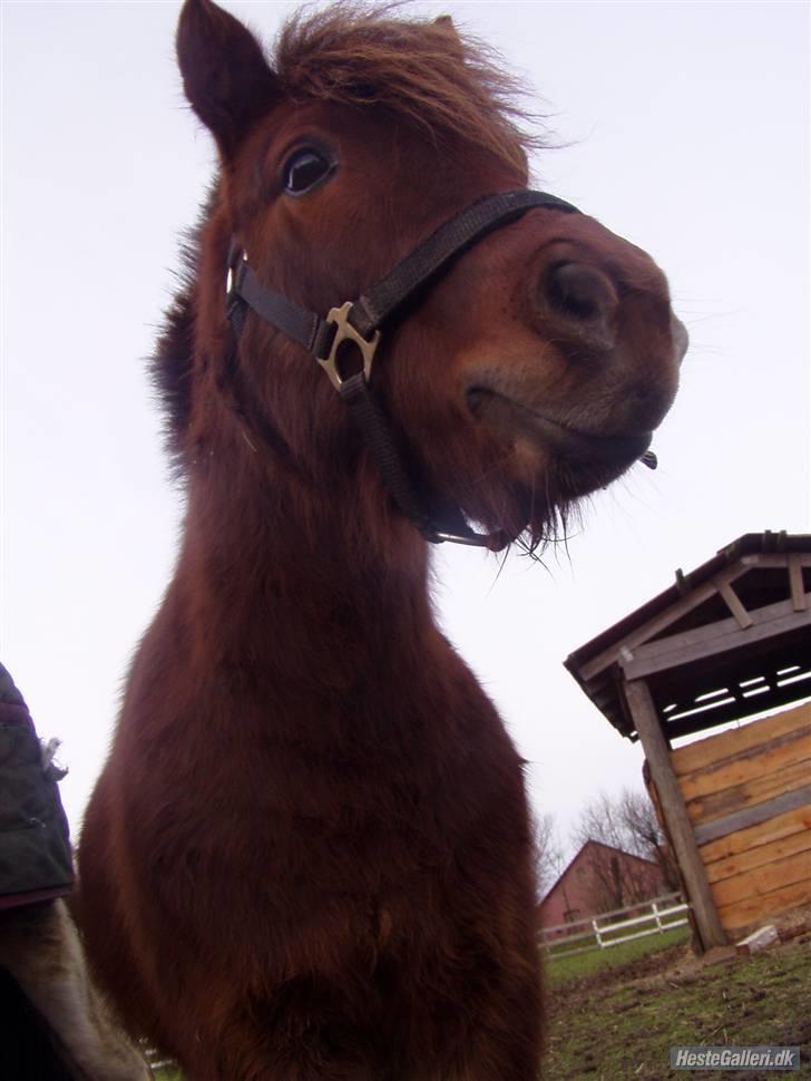 Shetlænder Romeo hjemme igen<3 - romeo på fold. nyt* billede 2