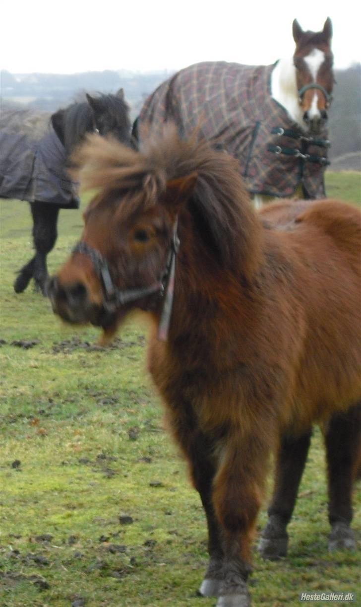Shetlænder Romeo hjemme igen<3 - jeg er så fin billede 9