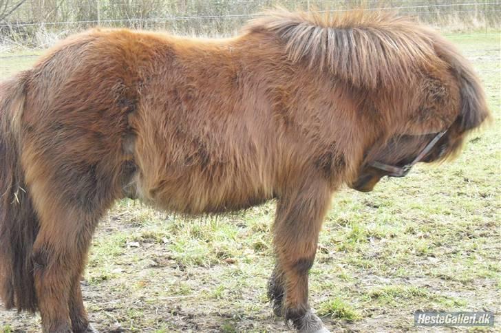 Shetlænder Romeo hjemme igen<3 - det klør  billede 12