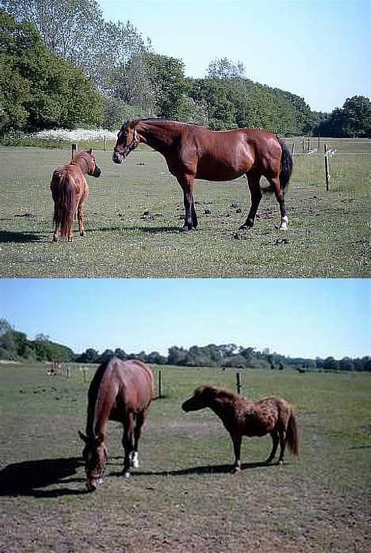 Shetlænder Romeo hjemme igen<3 - romeo og fie. billede 15