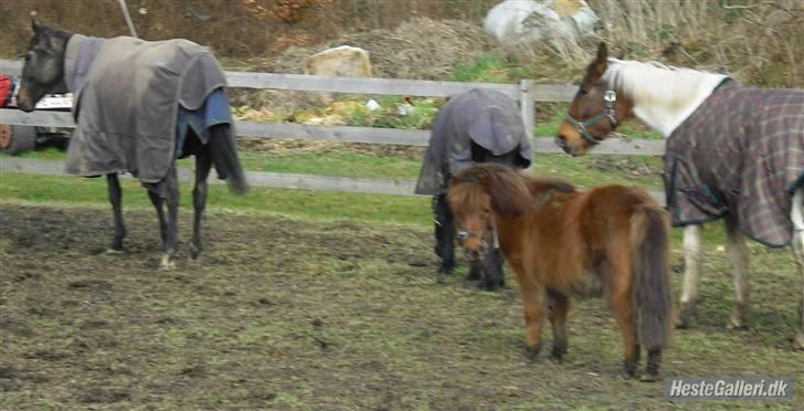 Shetlænder Romeo hjemme igen<3 - min dejlige flok.. billede 20